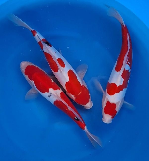 Koi